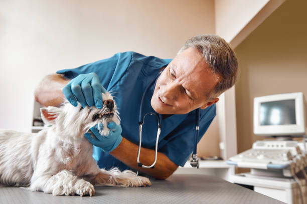 Best Cracked Tooth Emergency Dentist  in White Marsh, MD